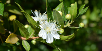 myrtle